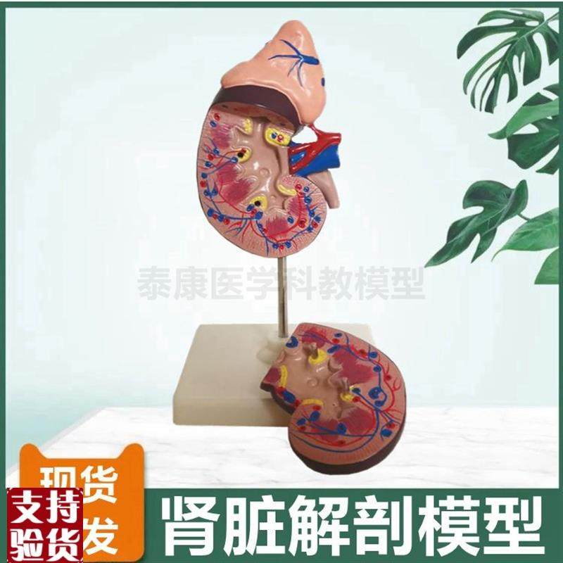 人体肾脏模d型肾上腺输尿管泌尿系统生殖前列腺膀胱解剖睾丸