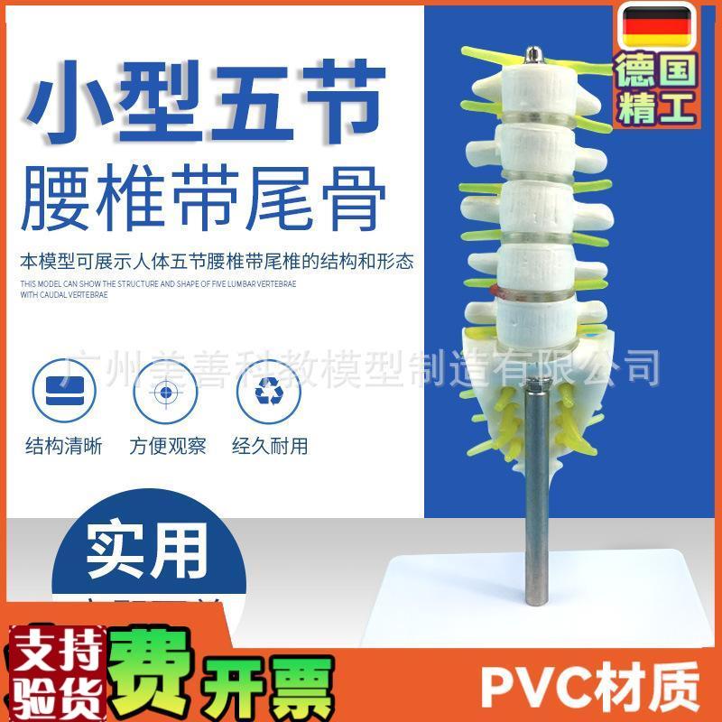 小型腰椎带尾h椎骨模型5节带腰椎间盘的腰椎骶骨尾骨和脊椎