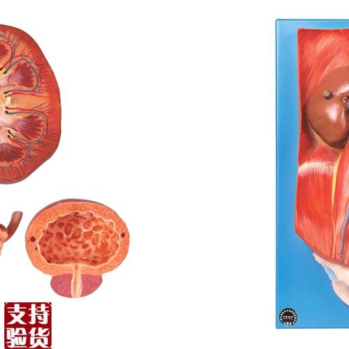 泌尿系统附腹后壁模型TA14004