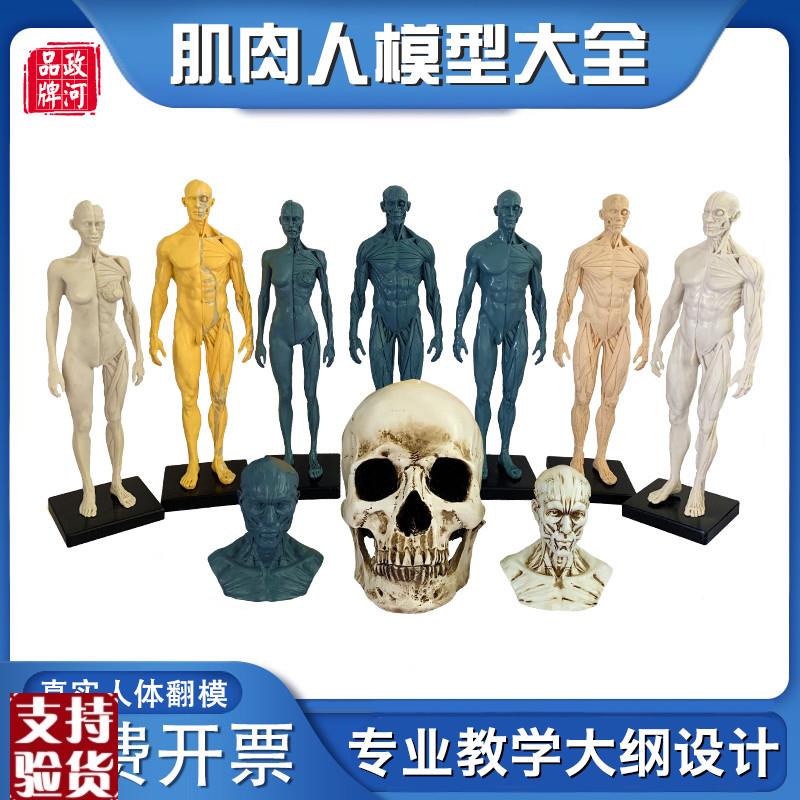 政河肌肉人模型艺术生用雕塑刻绘画素描临摹健身房摆件Z人体教学