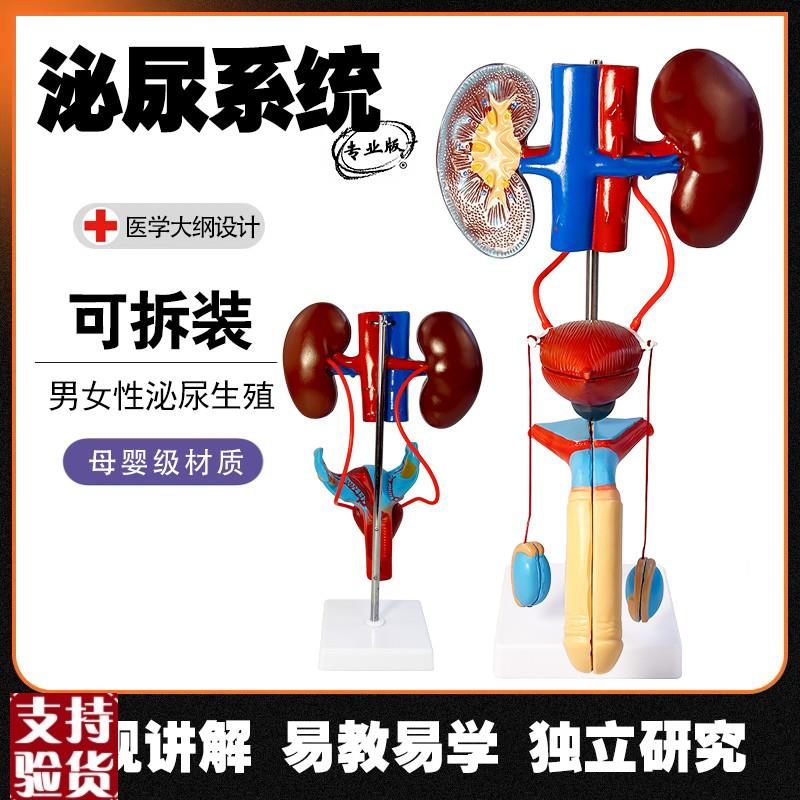 男女性生殖d器官结构解剖模型可拆装人体泌尿系统肾脏子宫尿道模