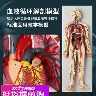 人体内脏血液循环系统模型心脏动脉静脉神经血管器官解剖医学教具