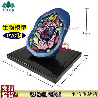 动物细胞模型动植物细胞模v型初高中生物结构教具细胞模型手工教