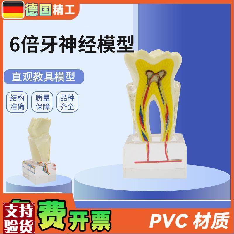 德国】PaNT-OR12口腔教学模型牙科6倍牙神经模型牙齿构造展示放大