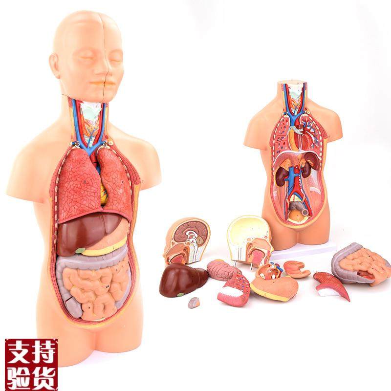 ENOVO颐诺g中型人体器官解剖模型内脏器标本医学解剖学系统心肝胃,文具电教/文化用品/商务用品,教学标本/模型,淘宝优惠券,粉丝福利购,淘宝优惠卷