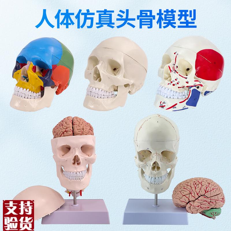 11医学仿真人体k头骨模型成人头颅骨解剖数字编码标识骷髅标本