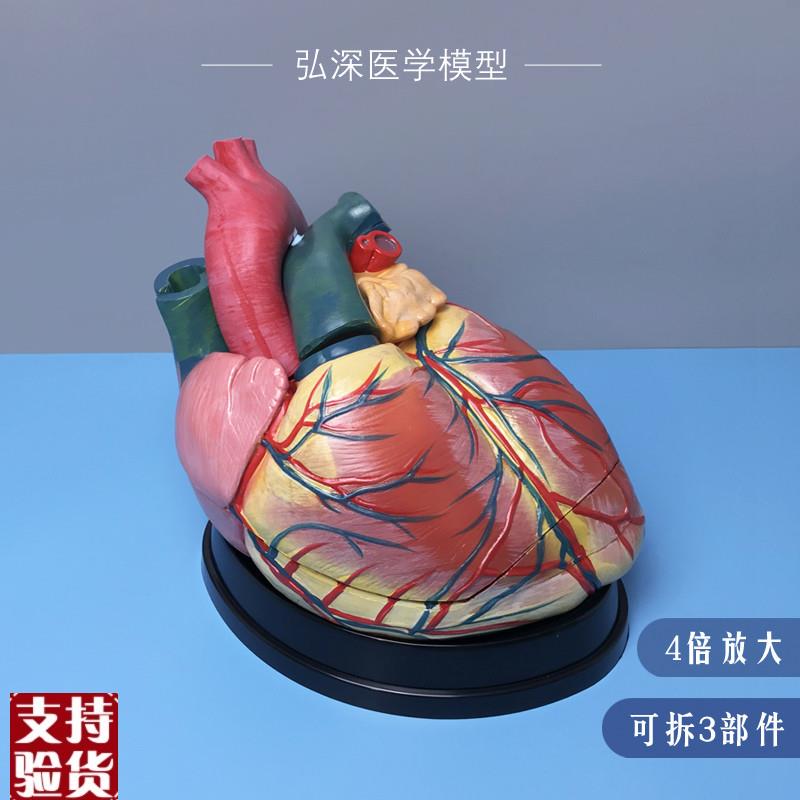 人体心脏模型4倍放大可拆3u块内脏器官解剖血管动静脉医学教学307