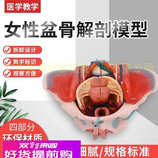 女性骨盆帶血管神經(jīng)模型 女性骨盆附生殖器官解剖模型 骨盆模型