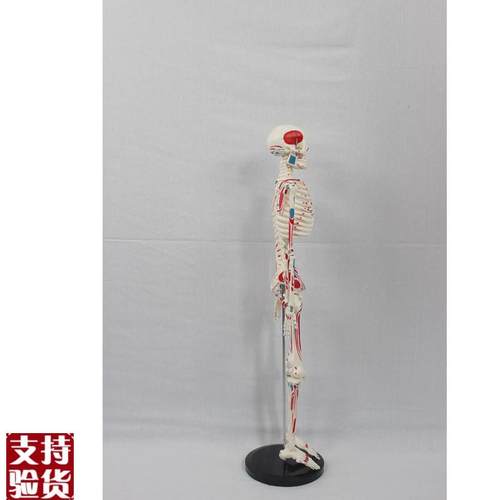 85CMa附全身肌肉起止骨骼模型人体骨骼模型教学模型