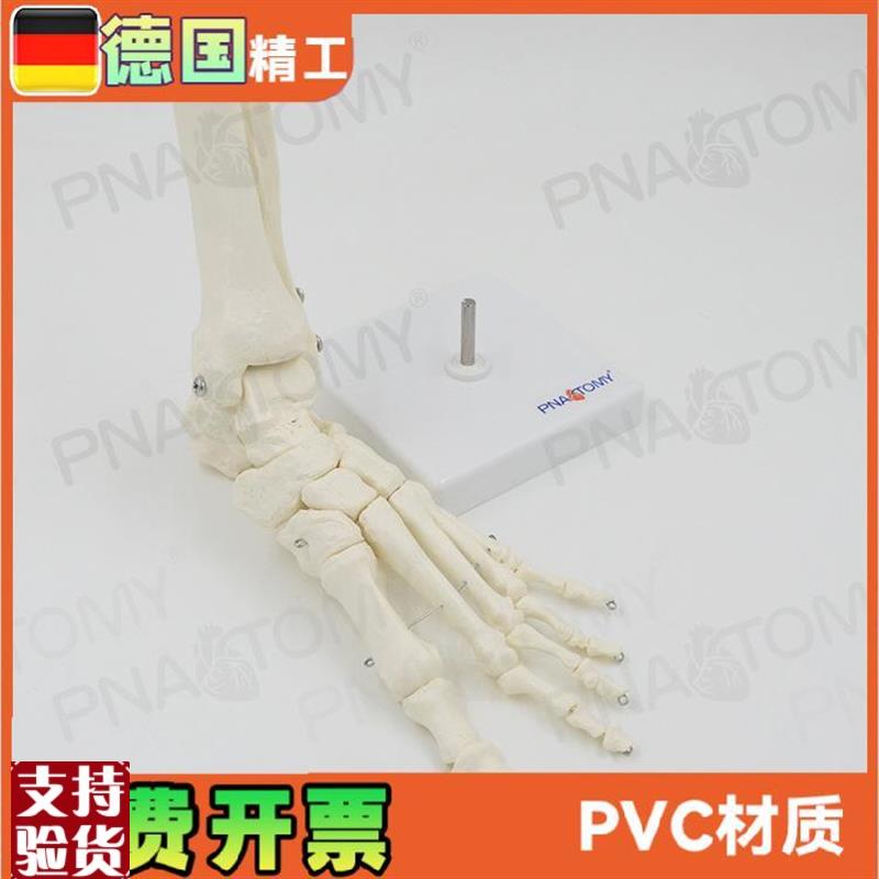 脚骨模型脚关节骨骼解剖1比1胫骨腓骨踝关节人体V解剖教具教学用