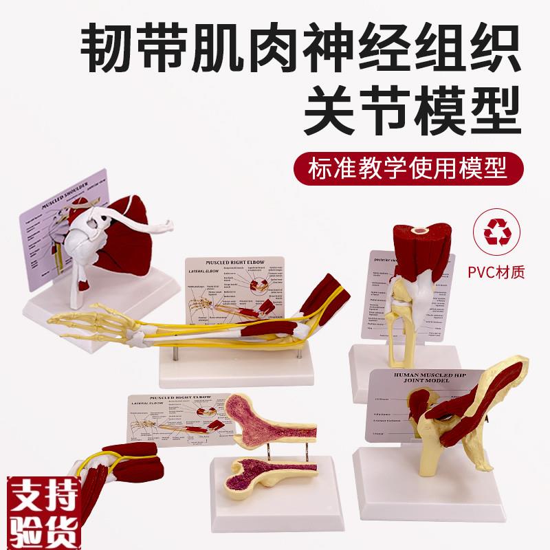 人体关节附肌肉模n型盂肱关节肩锁关节肩峰结构膝关节肌肉解剖
