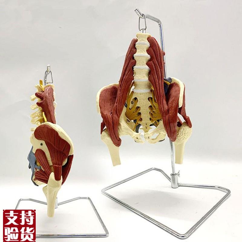 腰椎带肌肉模型盆底肌坐骨神经骶骨韧带股骨头S病变骨盆产后修复
