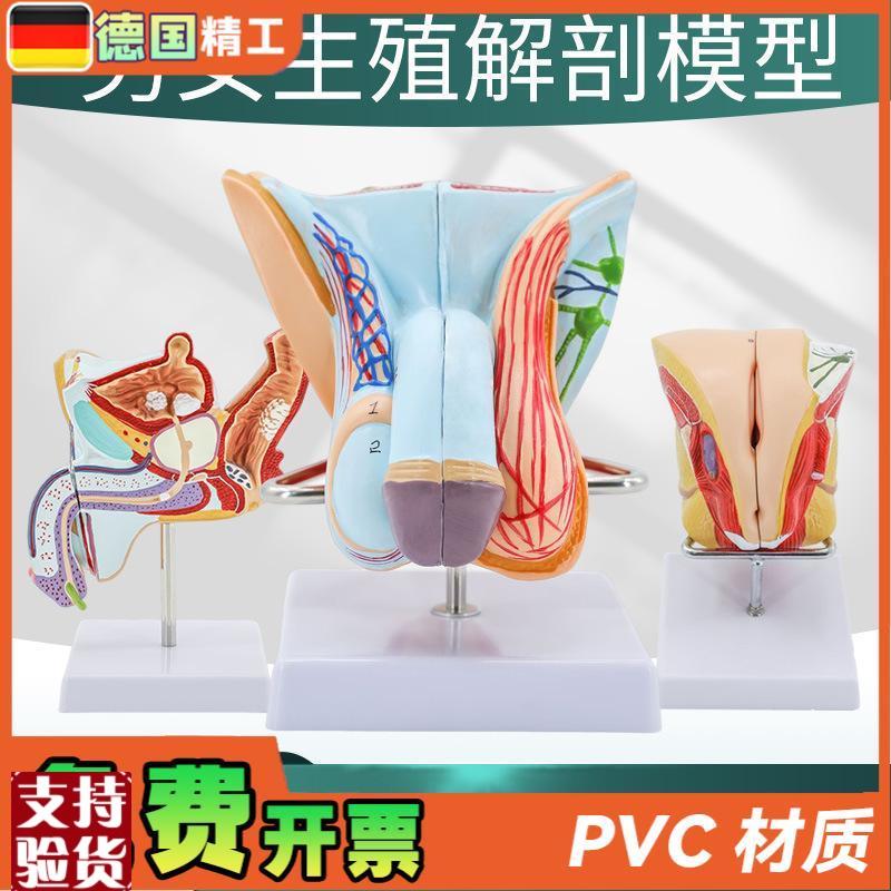 教学仿真男性生殖泌尿系统标本女性内J外生殖睾丸解剖模型医学