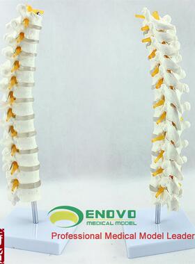ENOVO医学1:1人体s胸椎模型脊椎腰椎颈椎胸椎正骨骨科骨骼模型