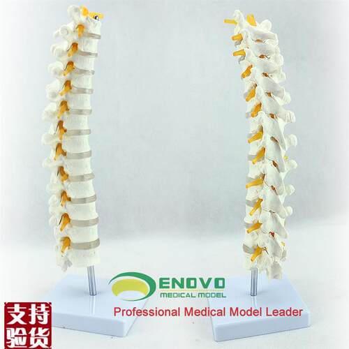 ENOVO医学1:1人体s胸椎模型脊椎腰椎颈椎胸椎正骨骨科骨骼模型