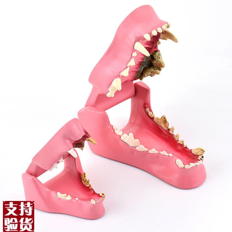 ENOVbO颐诺狗牙猫牙解剖犬齿猫科动物口腔牙齿正常病理模型动物宠