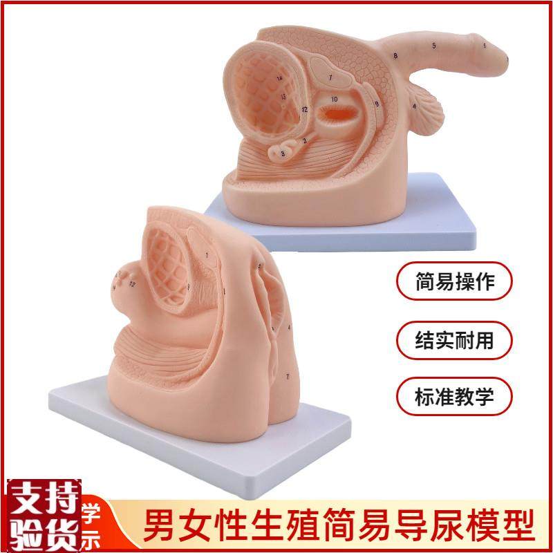 男性内外b生殖器解剖及男女性导尿模型女性泌尿系统生殖系统模型