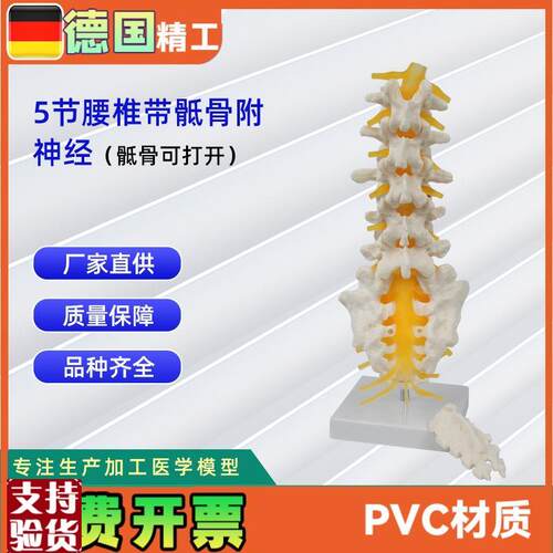 5节腰椎带骶骨o可打开模型()人体教学讲解模型
