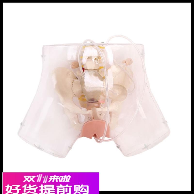 透明刮宫演示模型