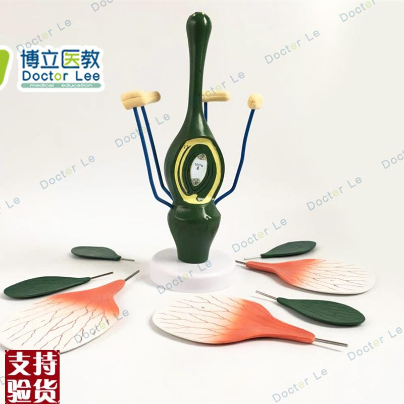 教学桃花模型典型双子叶花构造模型小型M桃花解剖标本生物植物