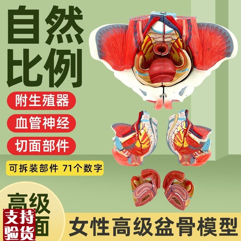 女性人体骨盆附i生殖器官血管神经肌肉解剖分娩演示教学盆底肌模