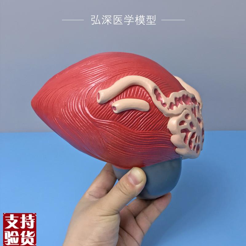 膀胱放大b模型人体男性前列腺3倍泌尿生殖系统结构造教学医学模具