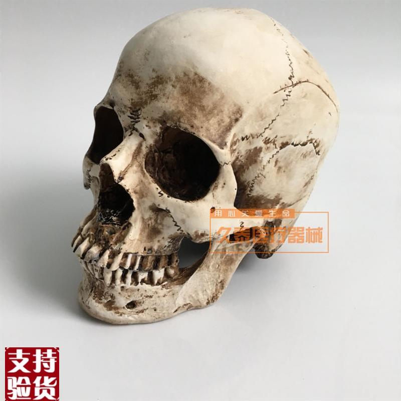 仿真人头骨模型树脂骷髅头医学头骨美术H临摹1:1鬼头整蛊摆件包邮