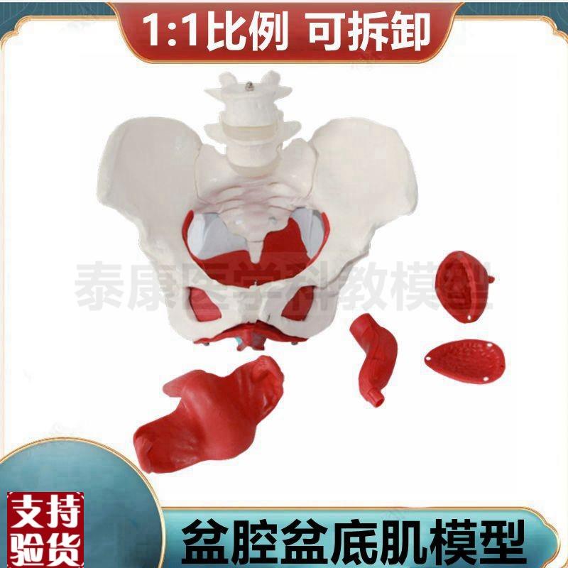 女盆骨模型1比1盆底肌拆u卸会阴解剖生殖泌尿肛周肌肉产后恢复家