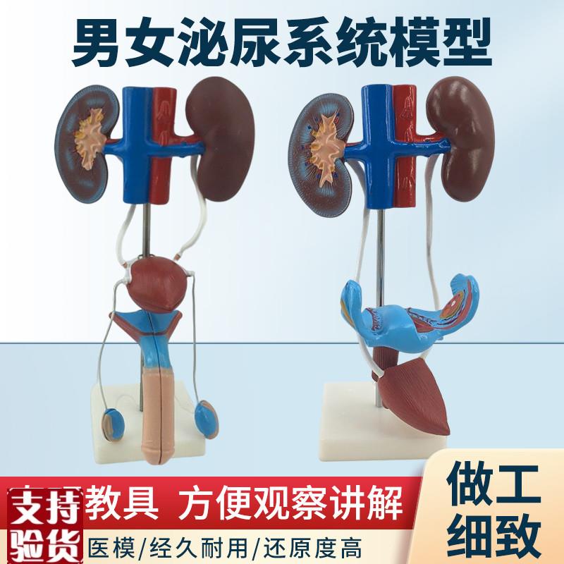 男性女性泌尿生殖系统模型肾脏解剖模H具膀胱输尿管结构造立体教