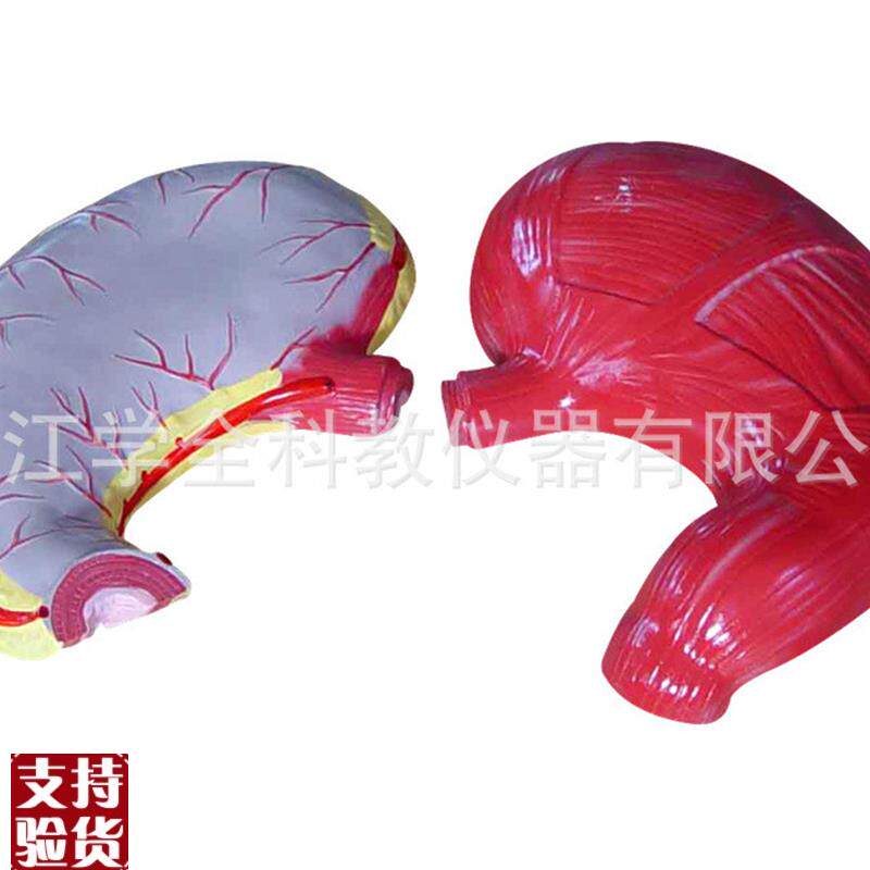 胃解剖模型生物模型初高中生物实验器O材中学生物教学仪器