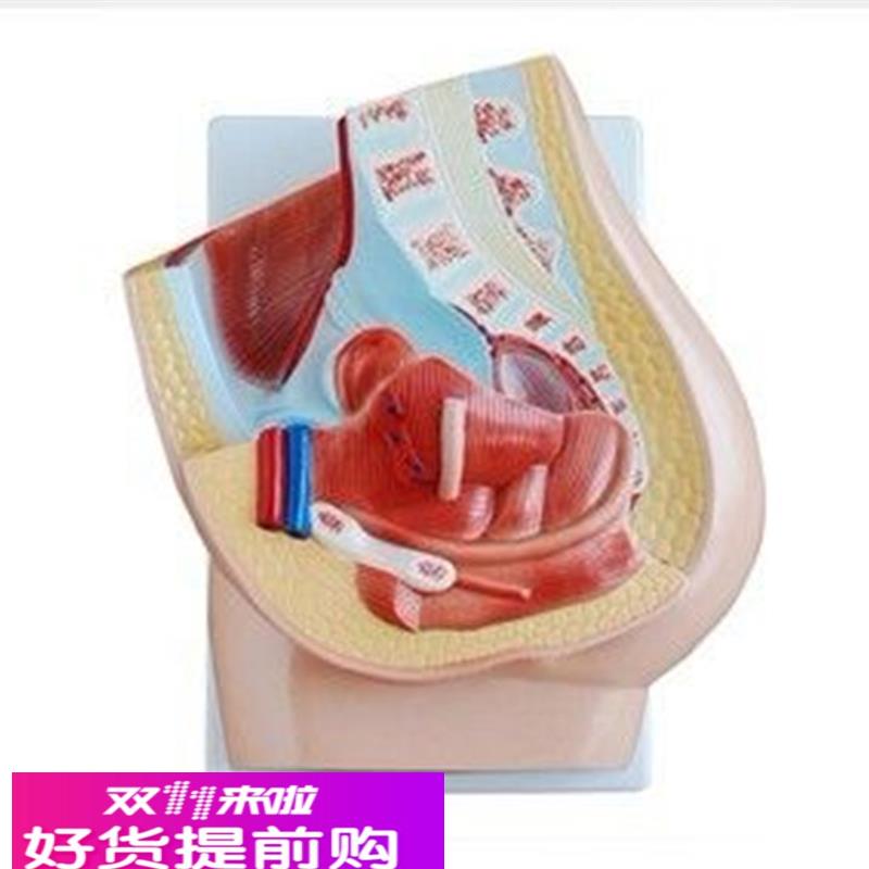 女性矢状解剖模型(1件)人体生殖器教学练习训练示教标本