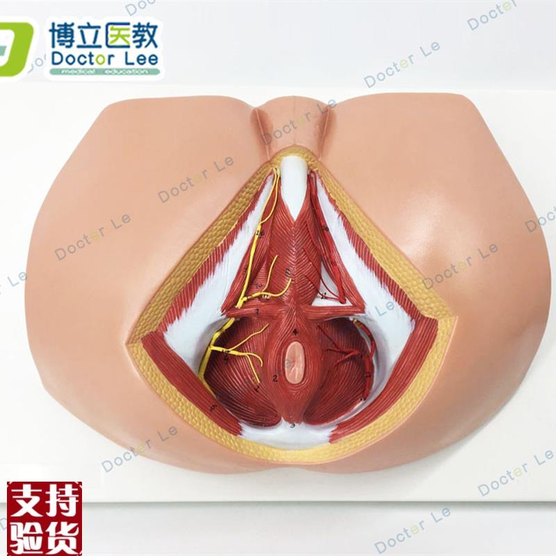 女性会阴c模型会阴解剖模型解剖模型人体骨骼模型女性生殖私密模