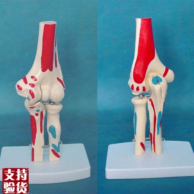 人体肘关节肌肉着色模型w关节骨骼骨架模型医用人体标本模型