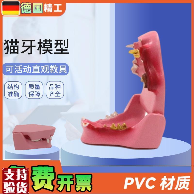 德国】PNT-2105猫牙模x型猫口腔病理口腔猫蛀牙猫解剖猫解剖动