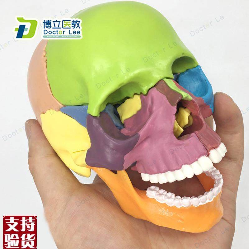 15部件头颅骨模型o彩色头骨模型医用牙科诊所教学用具可拆卸