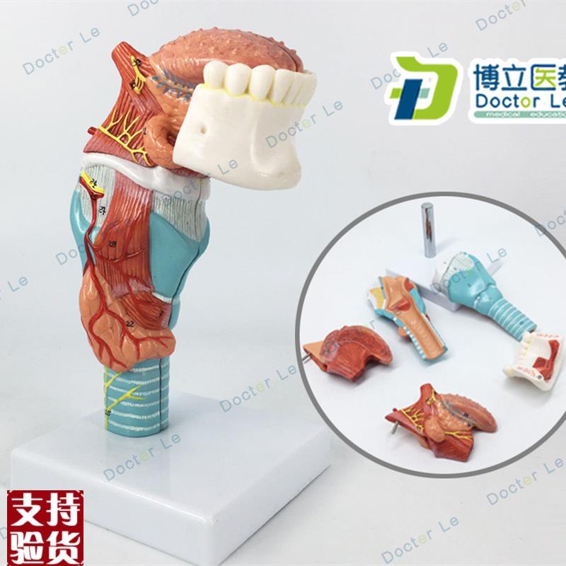 舌人体喉舌d牙模型咽喉解剖头模型甲状腺模型医用器官喉带舌头模