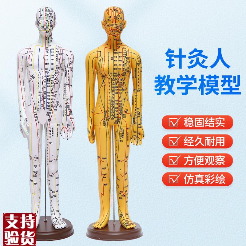 人体针灸模型人经络穴位中医全身十E二铜人模特图练习小皮人可扎