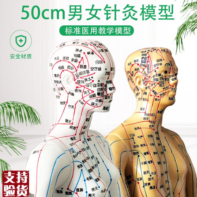 超清人体针灸穴位模型经络通x铜人刻字中医教学人体模型男女小人
