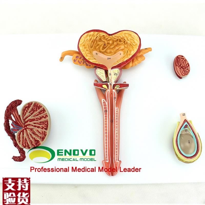 ENOVO颐诺医k学人体男性生殖系统解剖模型男科泌尿内科内外生殖器