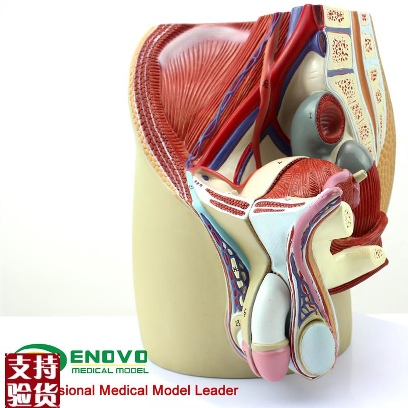 ENOVO颐诺男性生殖泌尿系统模型男E科盆腔解剖结构前列腺男性生殖