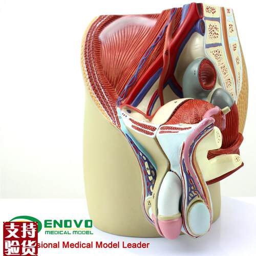 ENOVO颐诺男性生殖泌尿系统模型男E科盆腔解剖结构前列腺男性生殖