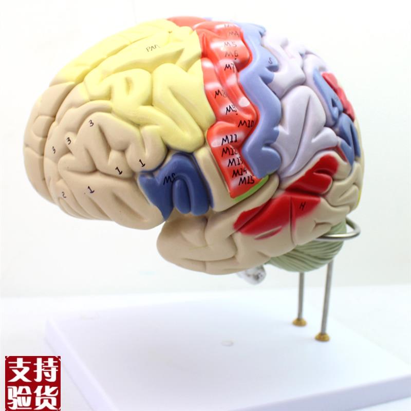 颐诺正品医用人体大脑解剖x模型脑模型脑功能分区心理教学模型
