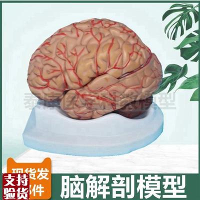 脑组织模型可拆卸8部件小脑大脑皮层功能区神经中枢血.管破裂卒中