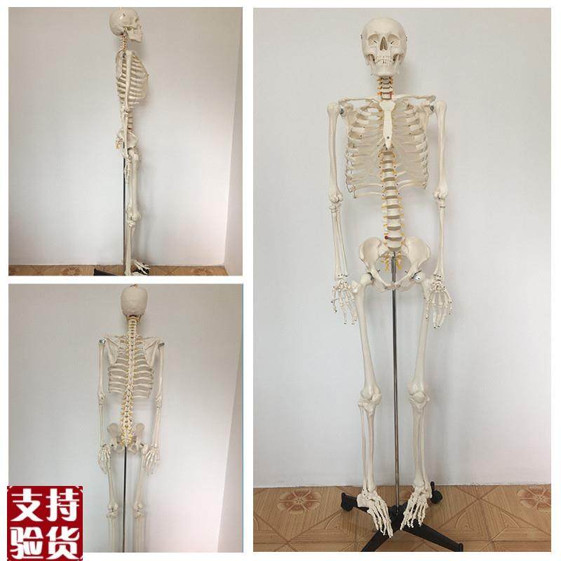 康泰骨骼模型成人1比1塑胶医用教学人体I骨架展示关节脊柱胸腔骨
