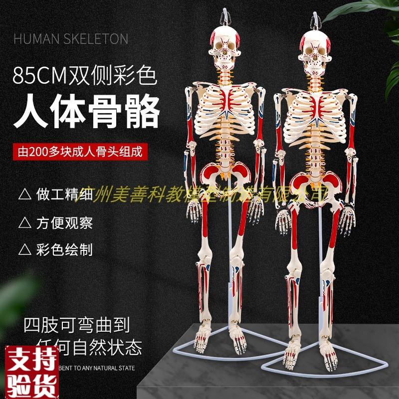 85CM人体骨骼模型附双侧肌肉着色神经骨M架骨骼解剖模型脊柱模型