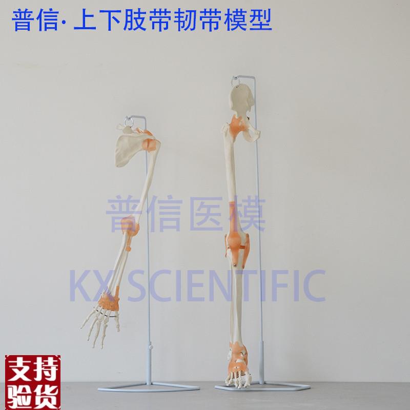 普信上肢骨下肢骨带韧带手脚踝关节骨骼模型O髋关节骨科推拿医用
