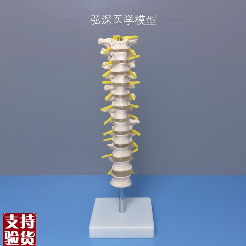 人体12节胸椎模型n椎间盘脊神经脊椎脊柱骨骼关节医学教学模具道