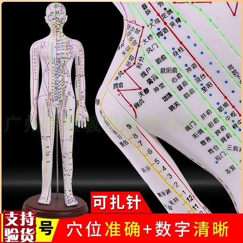 全白针灸人人体i针灸模型经络穴位中医全身模特图可扎针练习