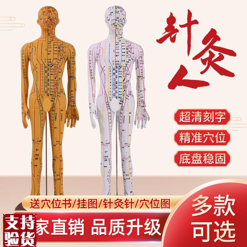 针灸穴位人体模型中医教学高清刻D字推拿小皮人软胶款可扎针练习