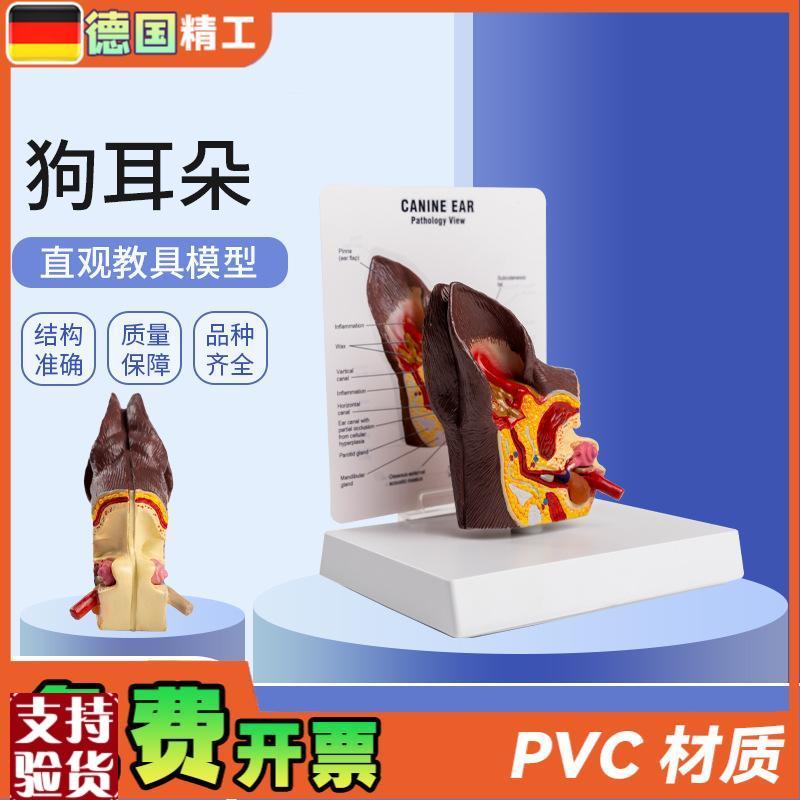 德国】医院教学展示用品礼品y动物解剖解剖模型犬科宠物狗耳朵